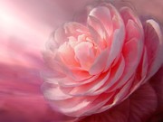 Очистка сердечного центра, эмоциональное возрождение